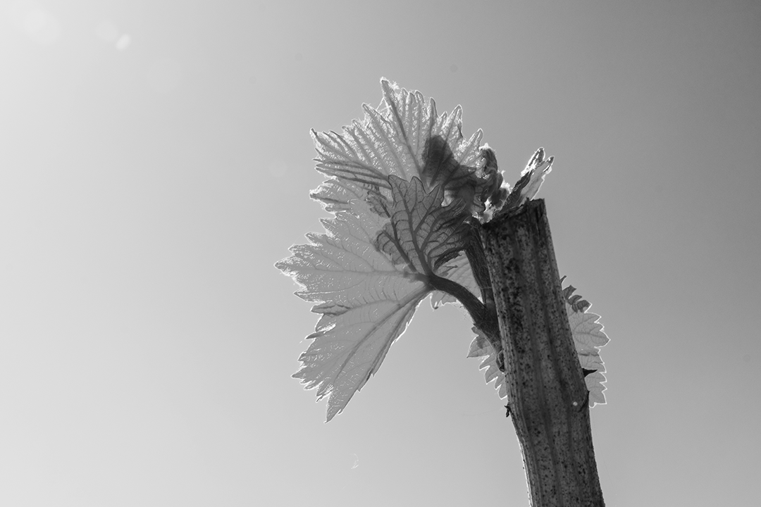 Photo-bourgeon-domaine-eclat-celeste-tautavel Bourgeon sur sarment de vigne.